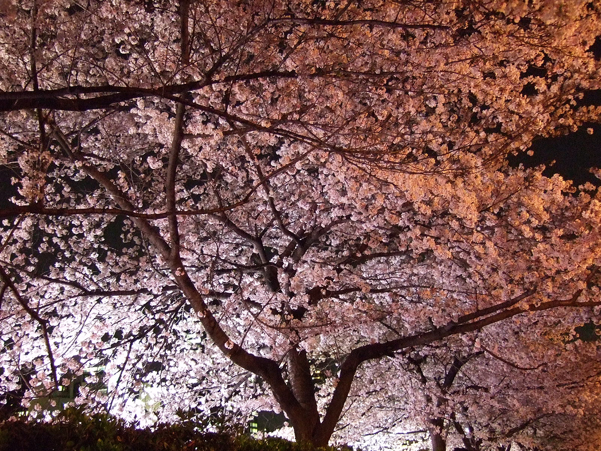 Sakura