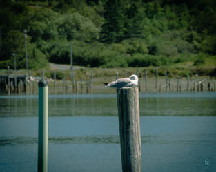 Gull on Post