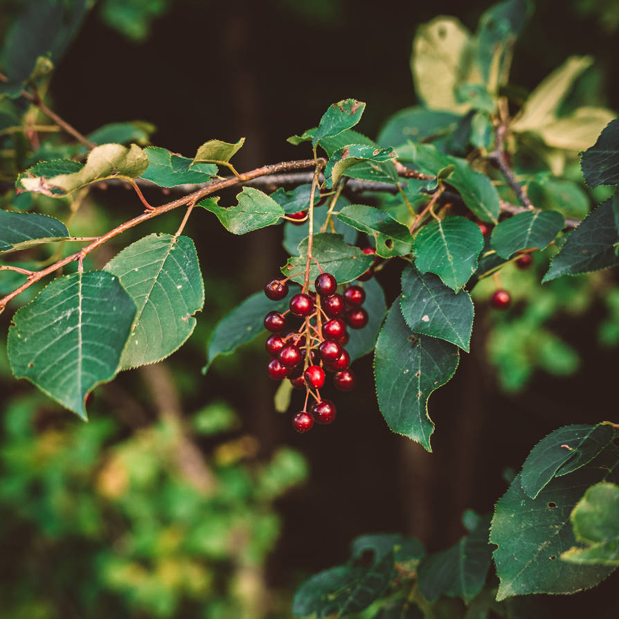 Chel Tree Choke Cherry Tree 3 by IamLeeAllen on DeviantArt