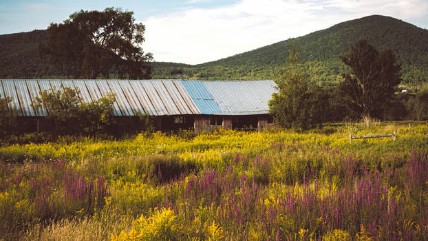 Vermont August Scene 9