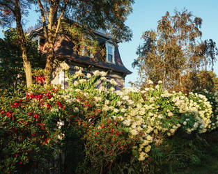 Front Yard Flowers