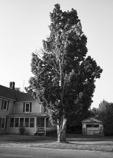 Front Yard Tree