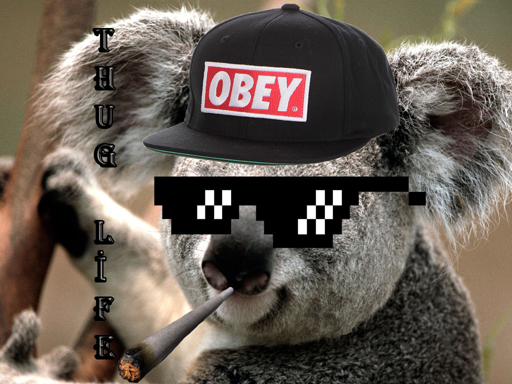 https www deviantart com serininjaa art thug life koala 522884518