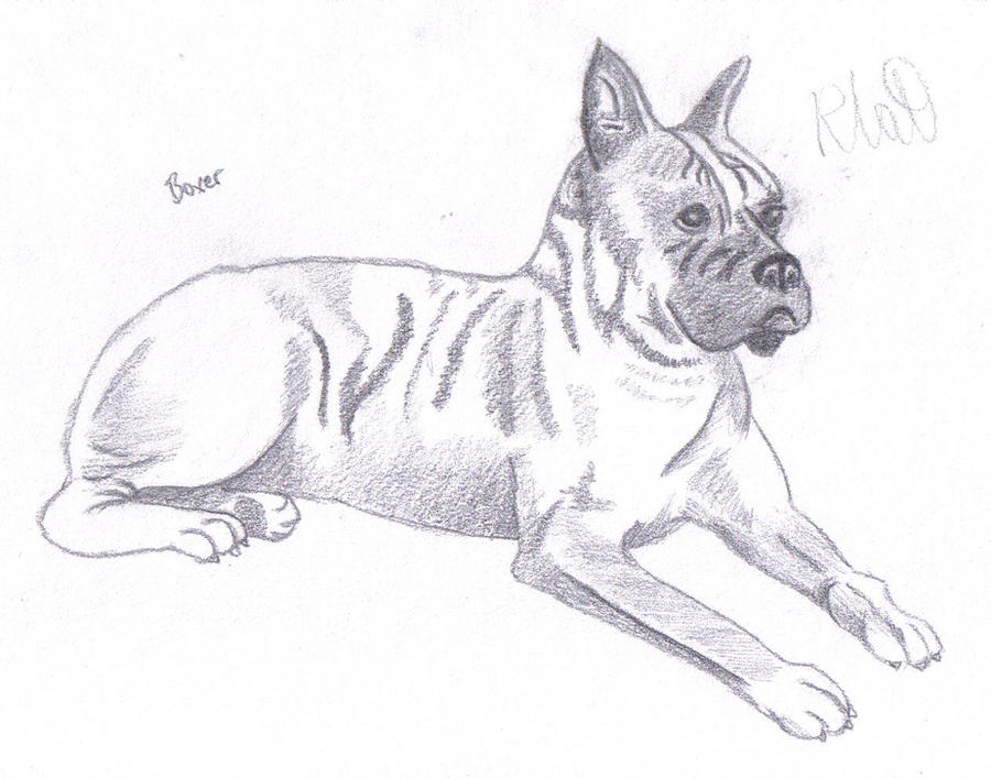 Deviantart Boxer Dog Boxer Dog by warriorsfan237 on DeviantArt