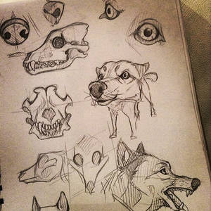 Canine Study