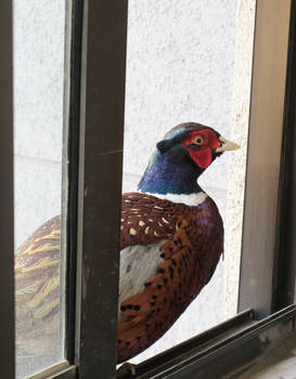 Pheasant 01