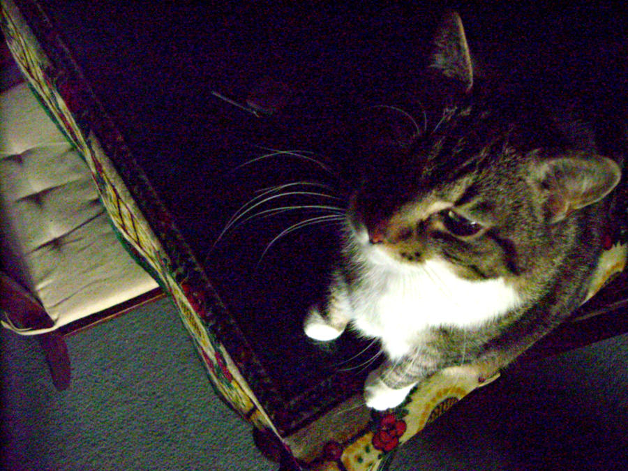 Funio. by natinne on DeviantArt