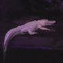 Louis the Albino Gator