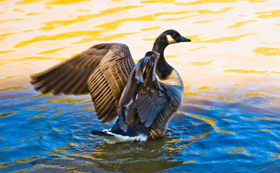 Canada Goose 1