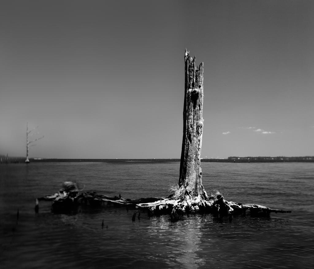 Tree Island