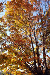 Fall Tree 2