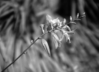 Black and White Flower Buds