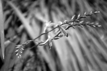 Black and White Flower Buds 2