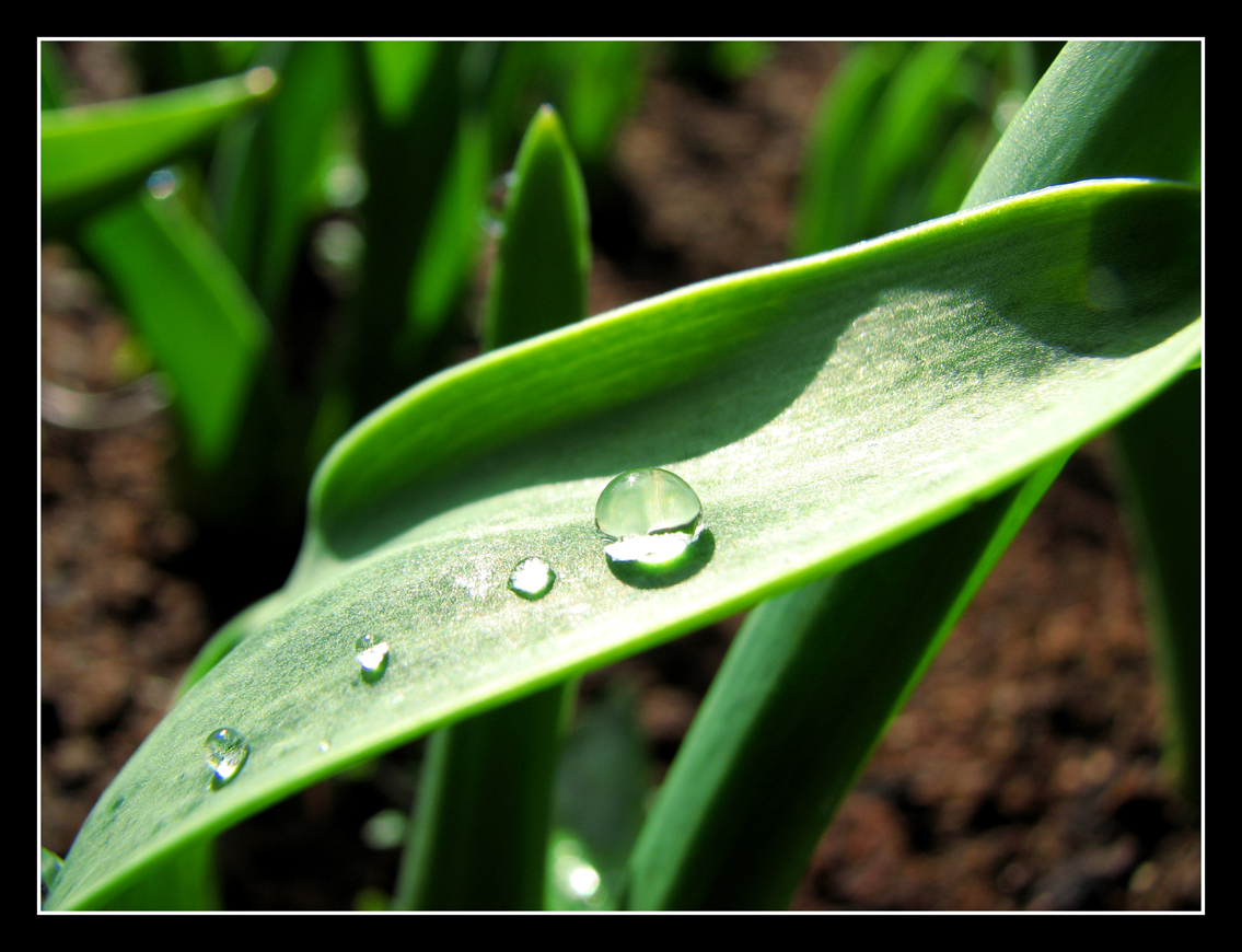 Water Droplet