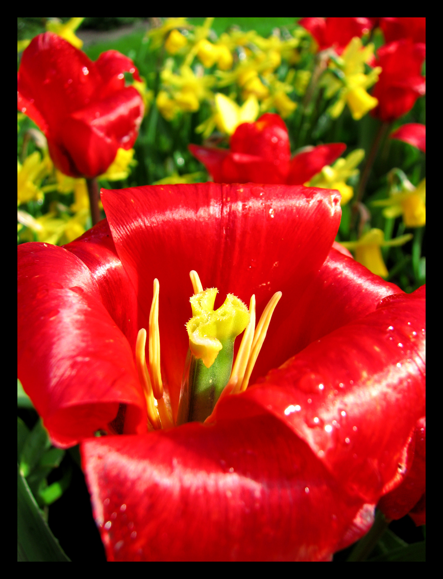 Red Tulip