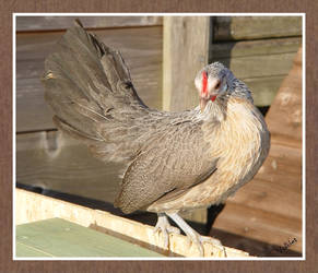 Silver Dutch Bantam Hen