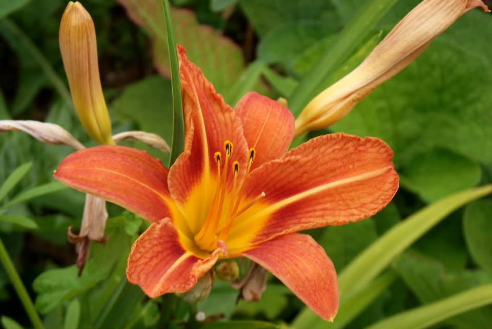 orange lilly