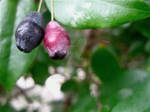 Two Berries
