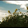 .sunflowers.