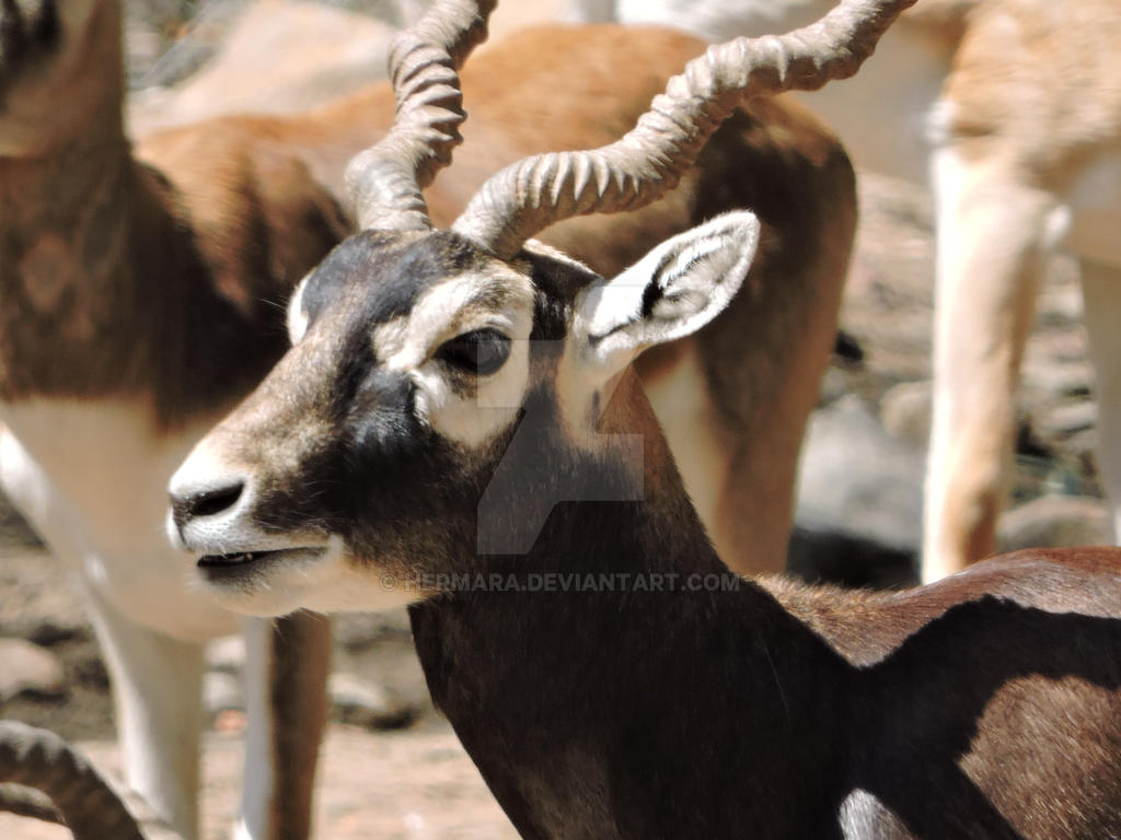 Blackbuck