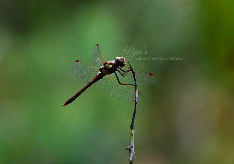 Dragonfly