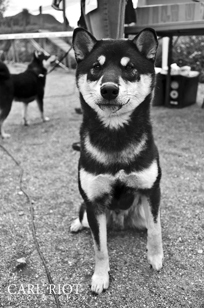 Black and tan Shiba Inu again.