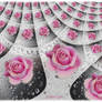 Water Drops with Roses