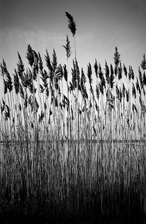 At Gordon's Pond by pauleric