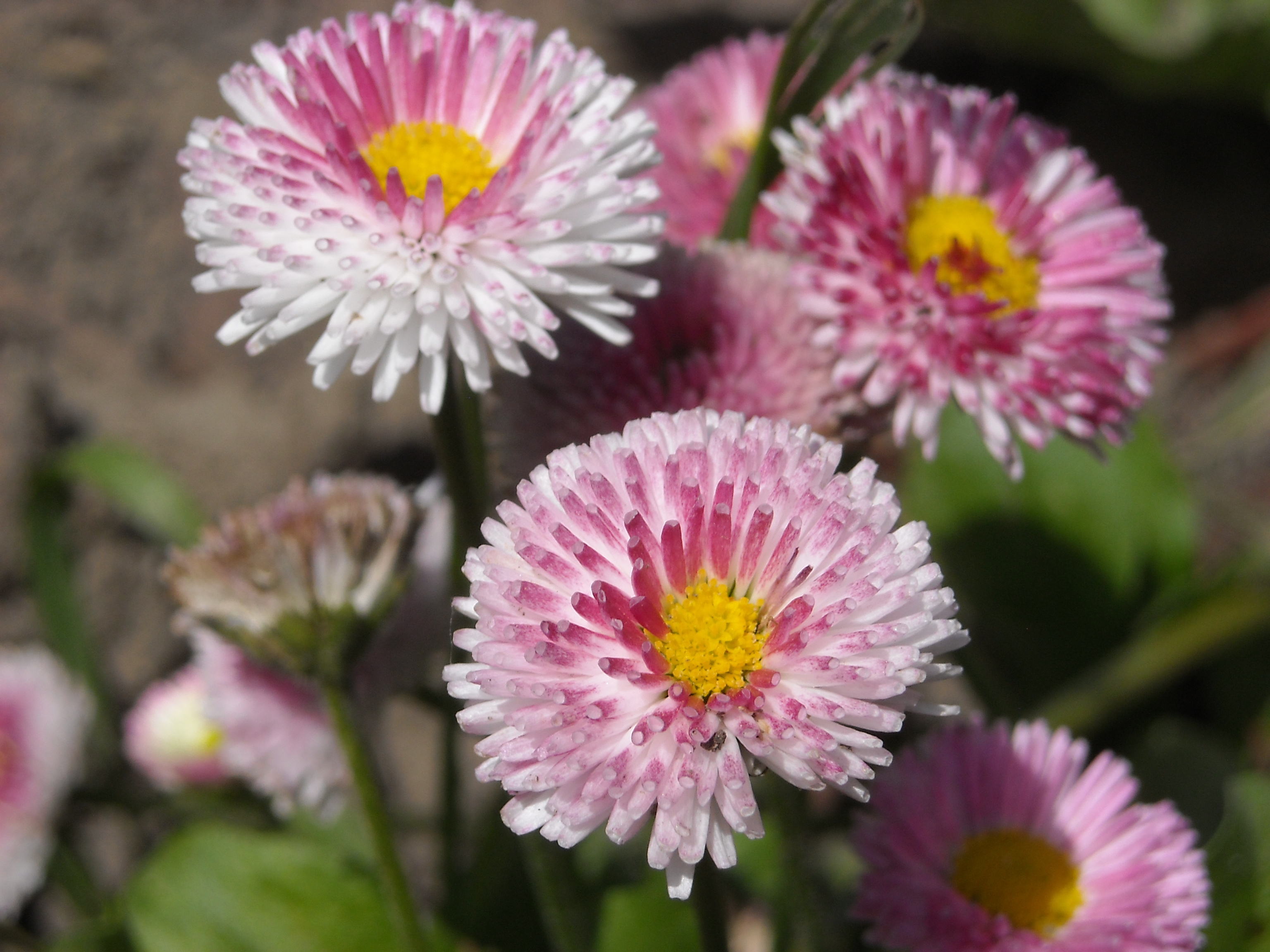 white and pink flowers