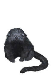 binturong