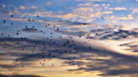 Birds In Alabama