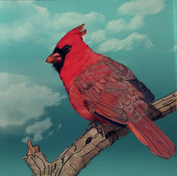 Cardinal