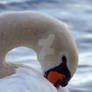 Swan