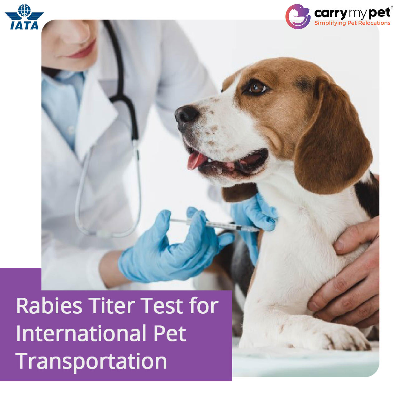 Rabies Titer Test for International Pet Travel by carrymypet on DeviantArt