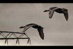 Flying gooses by cs4pro