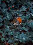 Robin by cs4pro