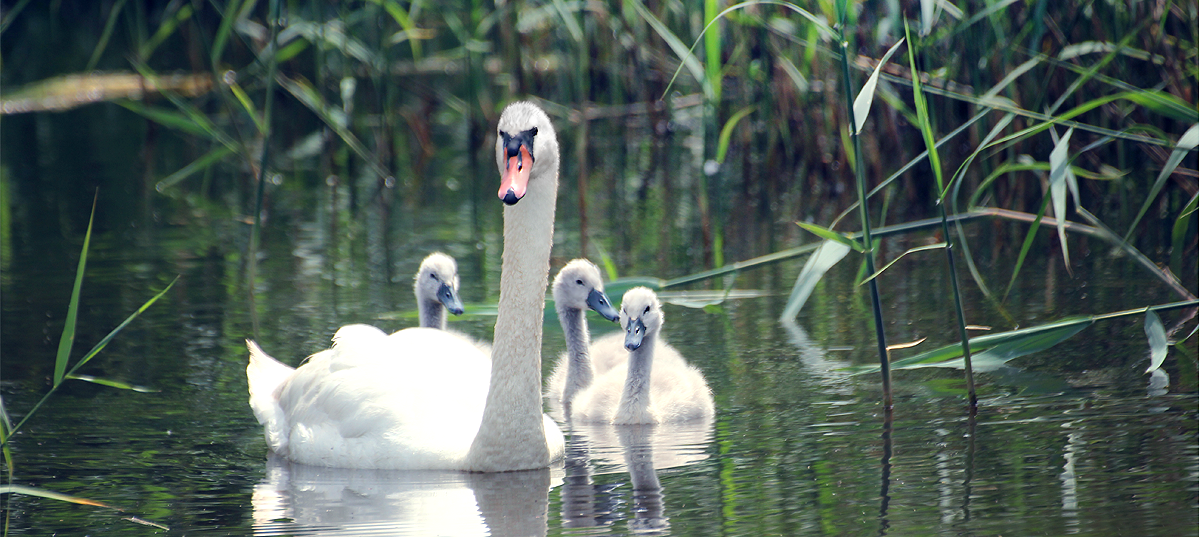 Young Swans