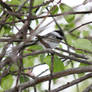 Blackcapped Chickadee 5