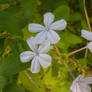 Fairy Tale Flowers