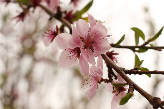 Pink Blossom