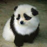 panda dog