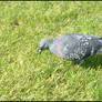 Pigeon 1