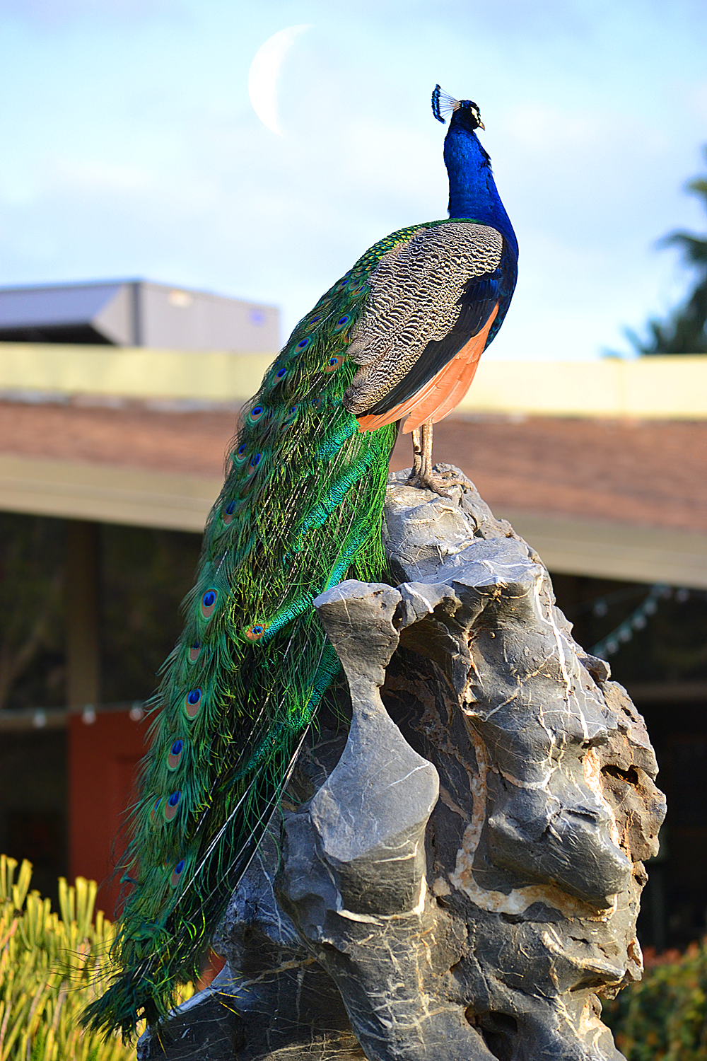 Peacock