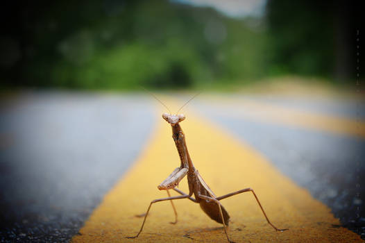 Why did the praying mantis cross the road?