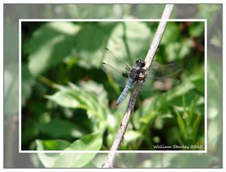 Blue DragonFly