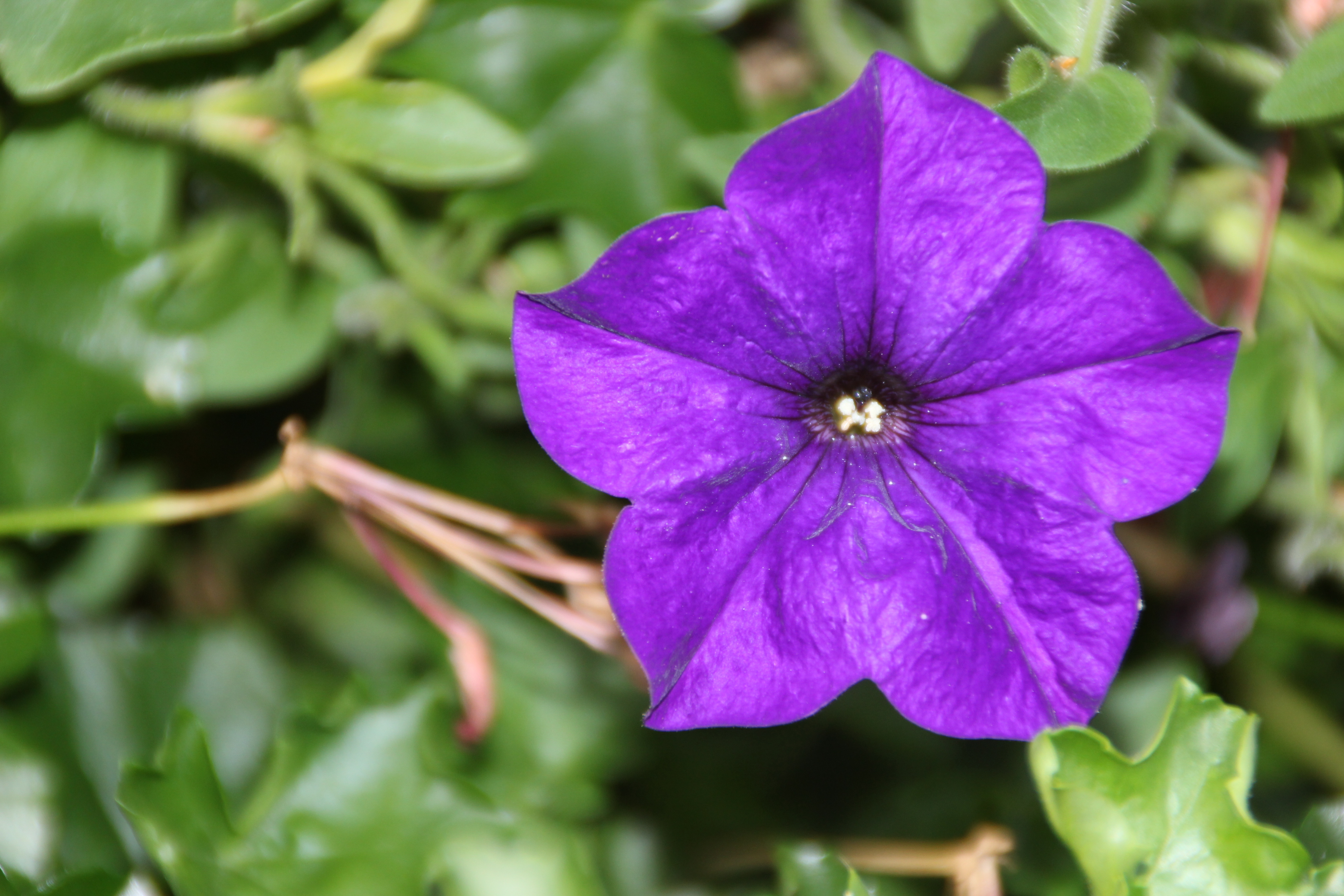 Purple flower