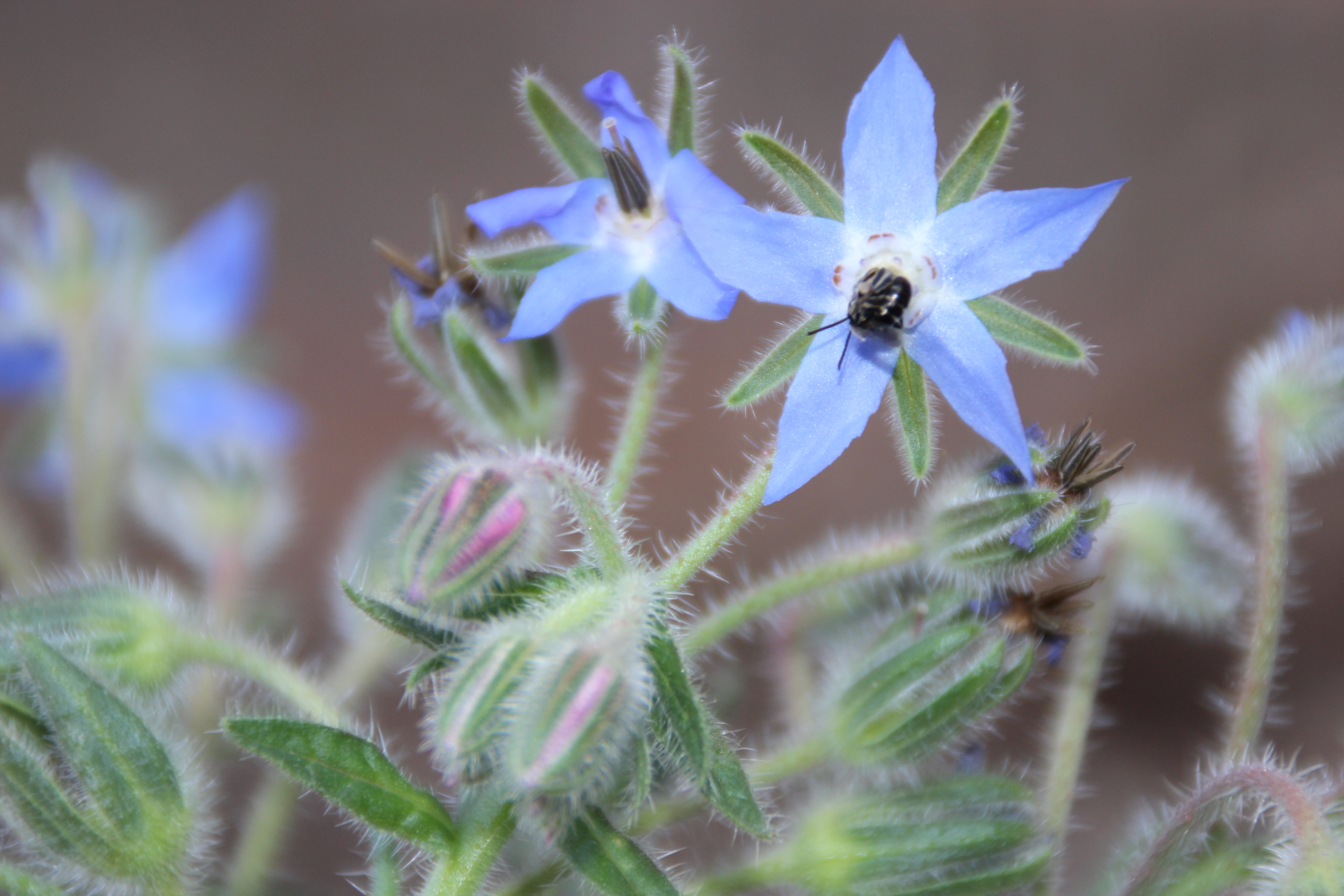 Blue flower and bee