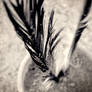 feather.