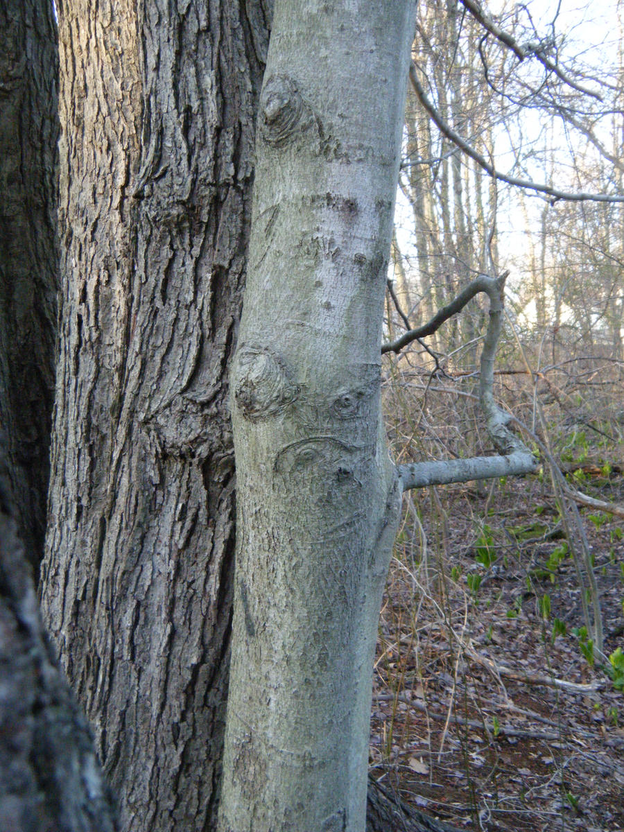 ANGRY TREE by stephanieuchiha on DeviantArt