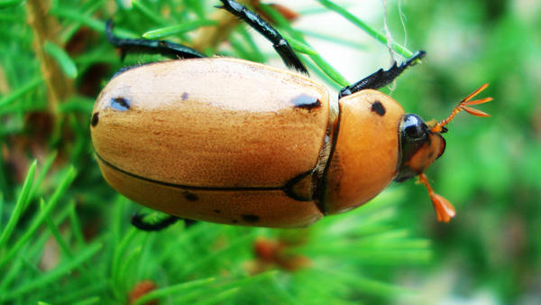 Beetle Number 2
